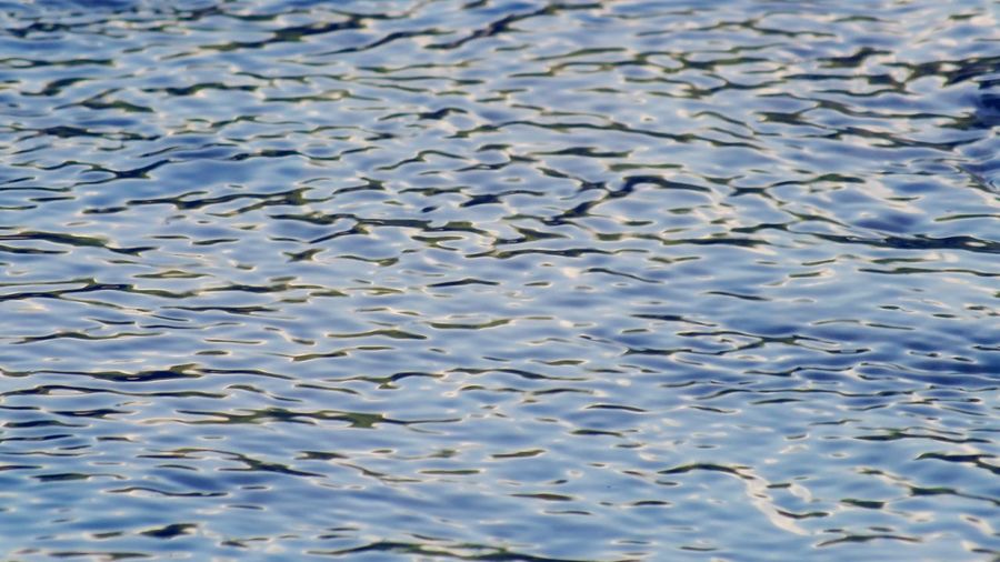 Full frame shot of fish in lake