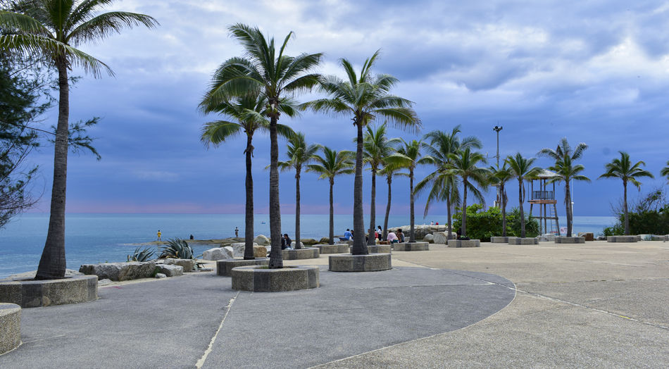 palm tree