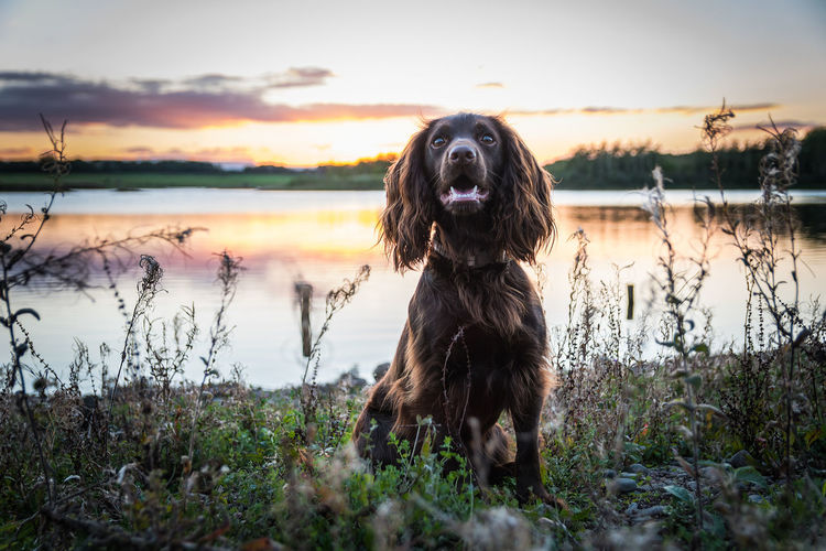Alert dog on lakeshore against sky during sunset