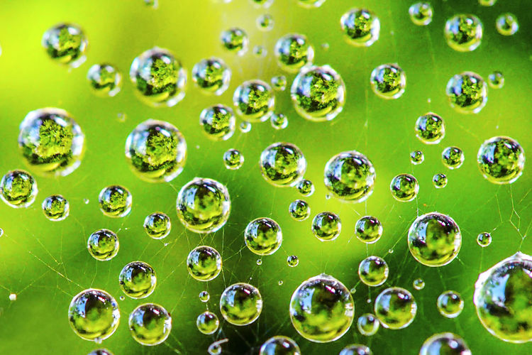 Full frame shot of water drops on plants