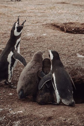 High angle view of penguins on land