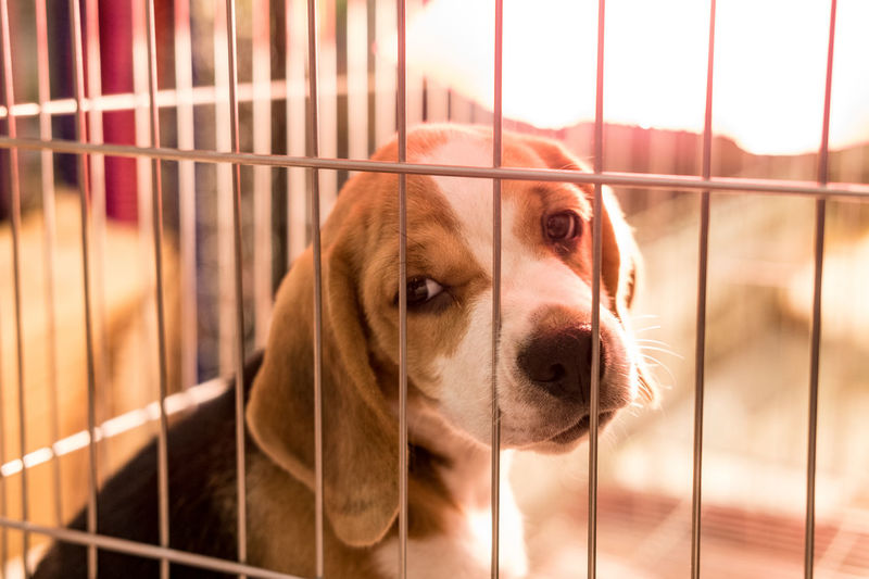 Portrait of dog in cage