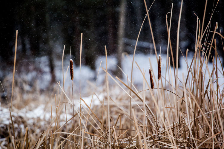 Close-up of grass in winter