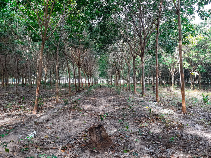 Trees in forest