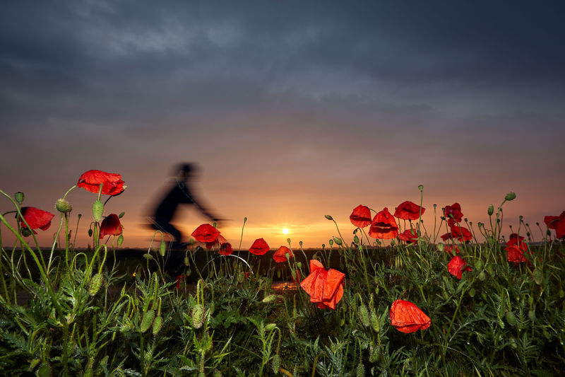 Red poppy flowers on field against sky during sunset
