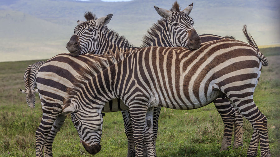 View of zebras standing on field