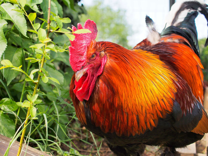 Close-up of rooster
