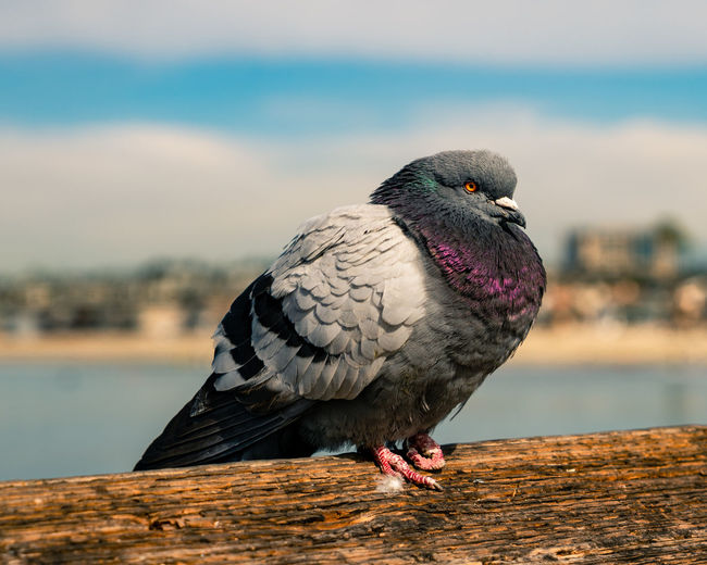 A salty pigeon enjoying the afternoon breeze