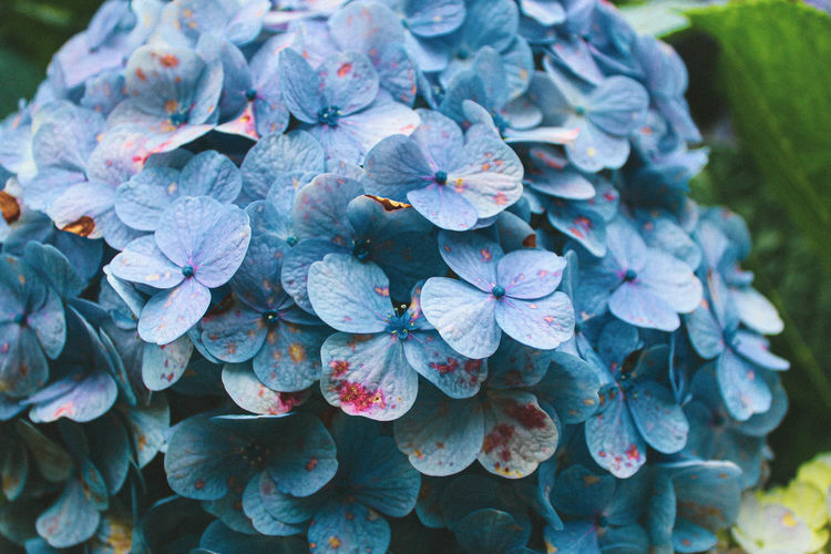 Close-up of purple hydrangea flowers