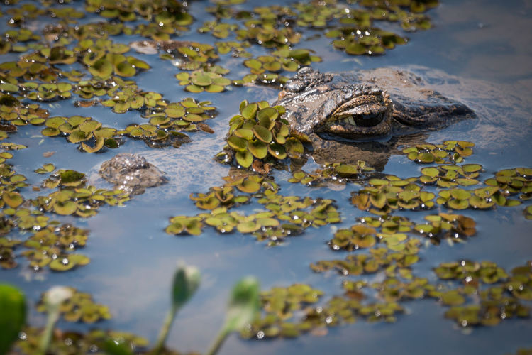 Close-up of alligator floating