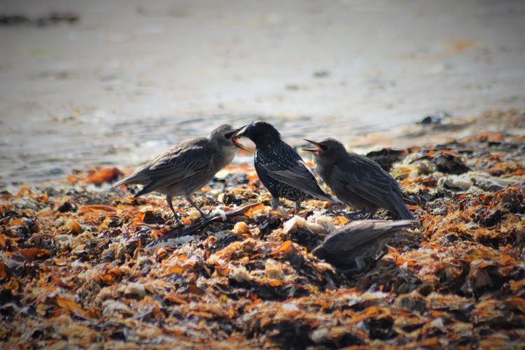 Birds perching on a beach