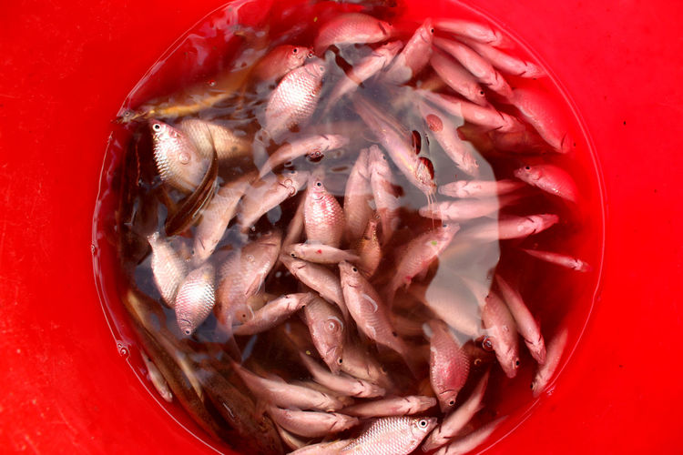 Close-up of fish in water in bucket