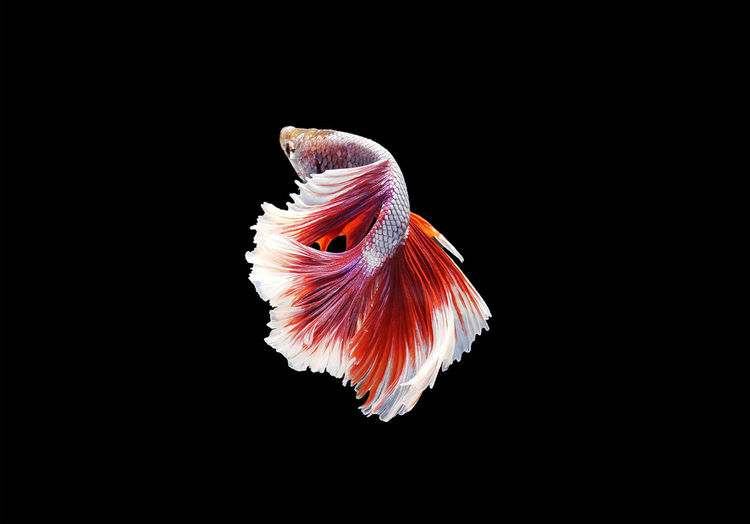 Close-up of fish against black background