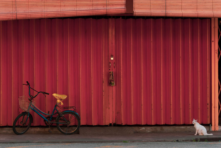 An old weathered bicycle and alone white cat in front of a red shutter closed shop.