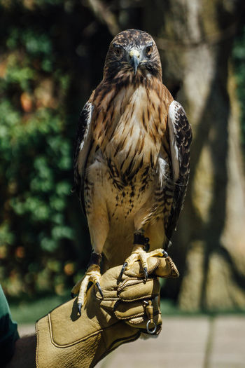 Portrait of red-tailed hawk on falconer hand