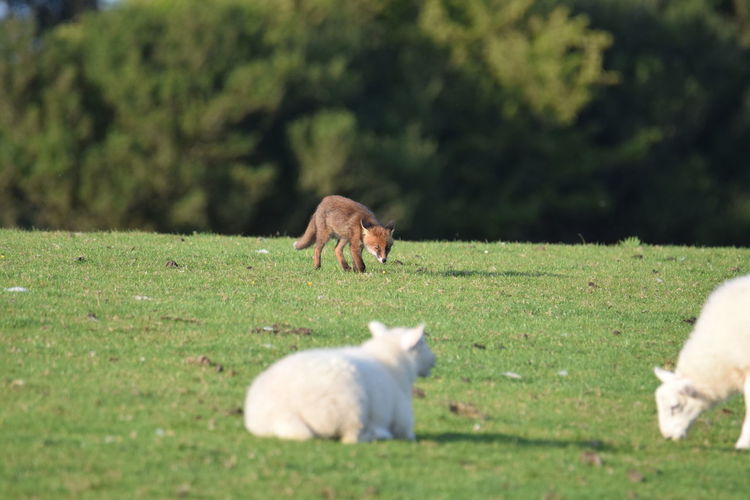 Sheep in a field with fox friend