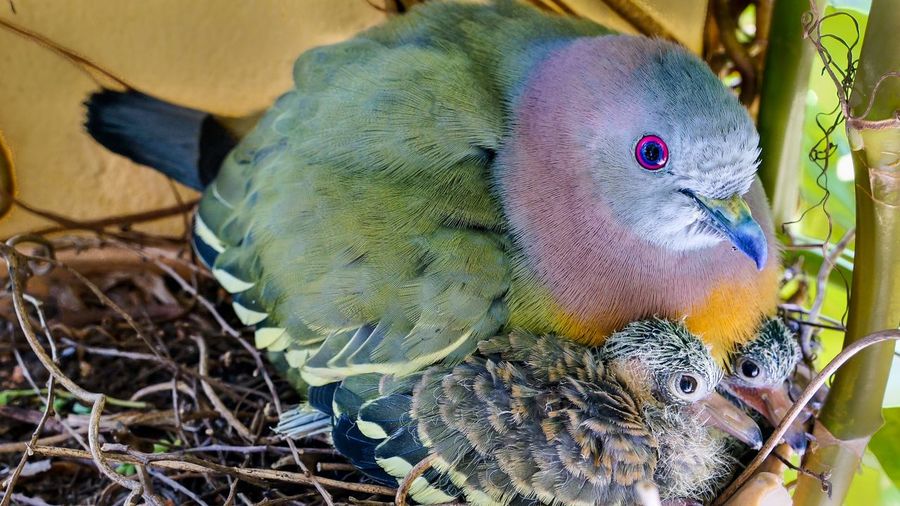 Close-up of parrot perching on branch