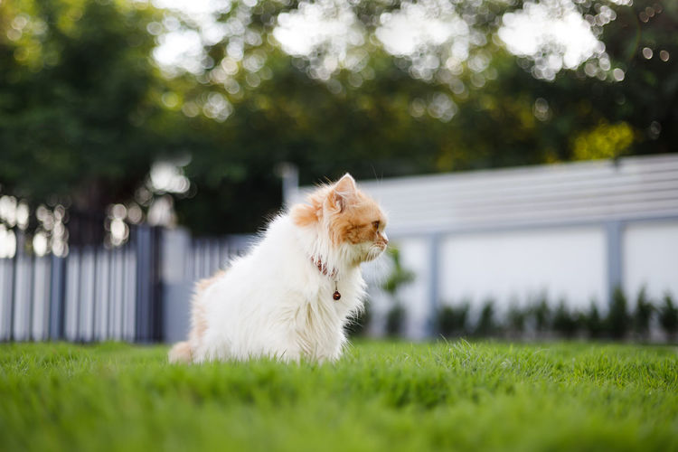 The cute persian cat sitting on the green grass field, and looking something, selective 