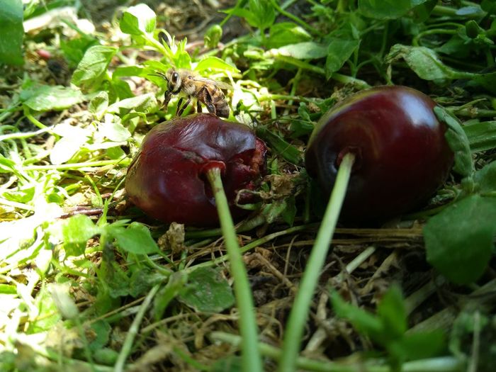 Close-up of strawberry on plant in field