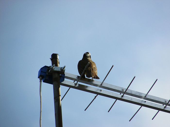 Low angle view of bird perching on power lines against clear sky