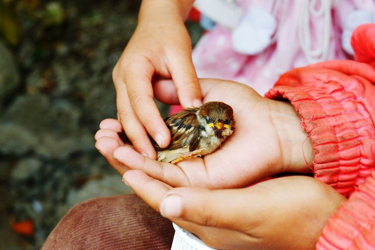 Children holding sparrow