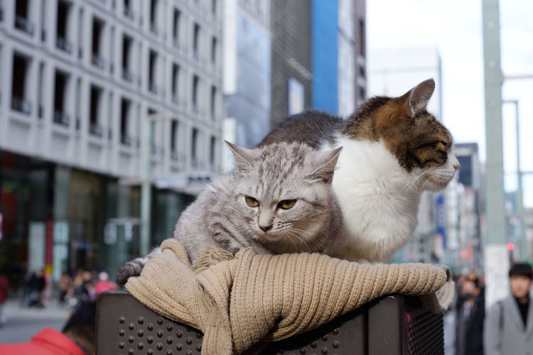 Close-up of cats on table against buildings in city