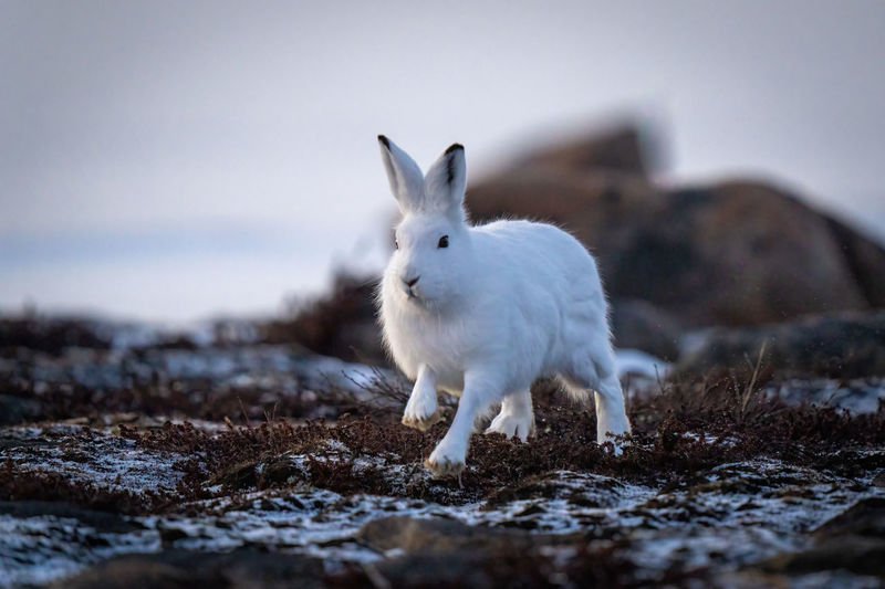 Arctic hare bounds past rocks on tundra