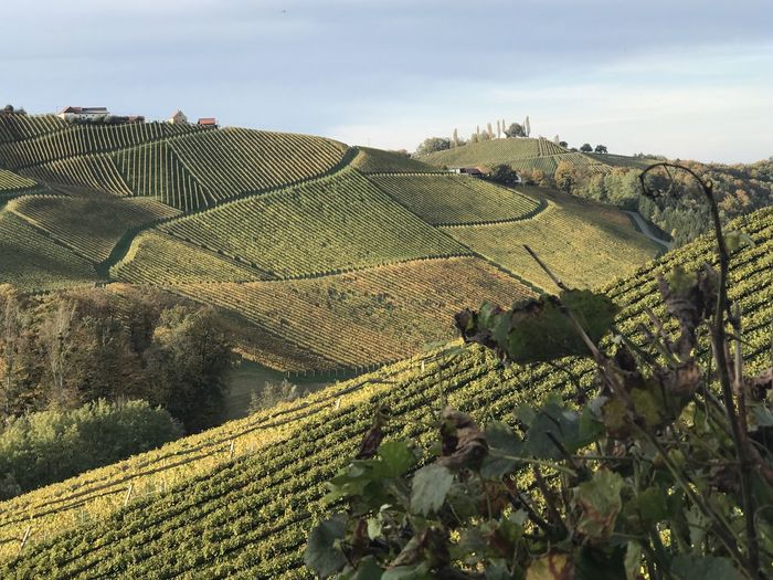 View of vineyard against sky in austrian südsteiermark steirische weinstrasse