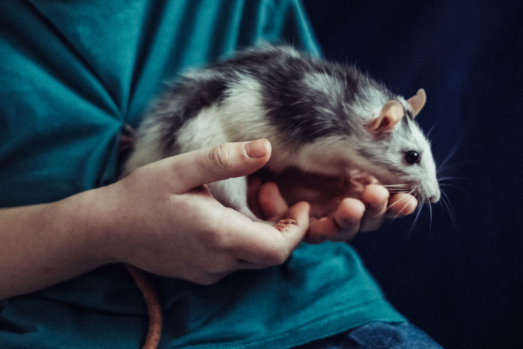 Close-up of hand holding a rat