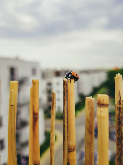 Close-up of wooden post on fence and ladybird