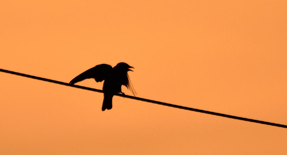 Low angle view of bird perching on cable against orange sky