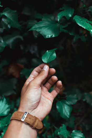Cropped hand holding leaf