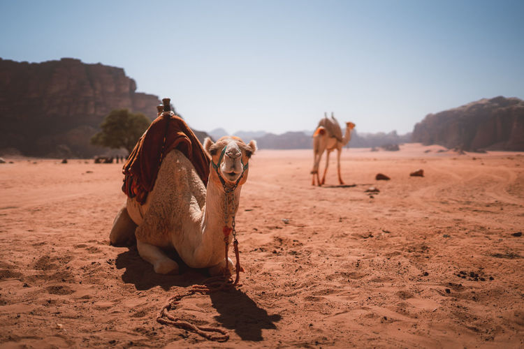 Camel of camel in desert
