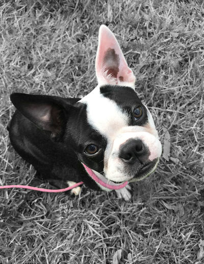 High angle portrait of dog on grass