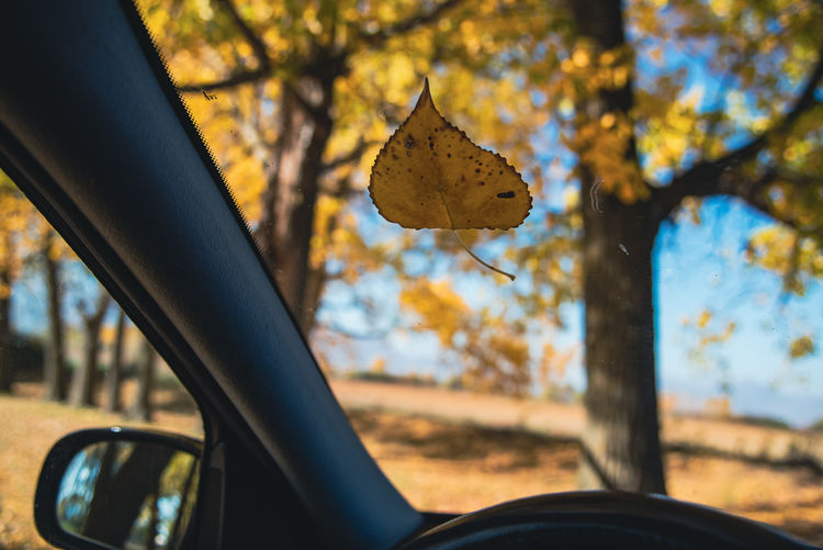Close-up of autumn leaves on car windshield