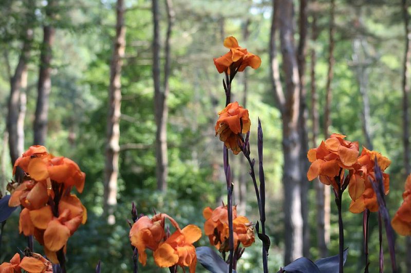 Close-up of orange flowers against trees