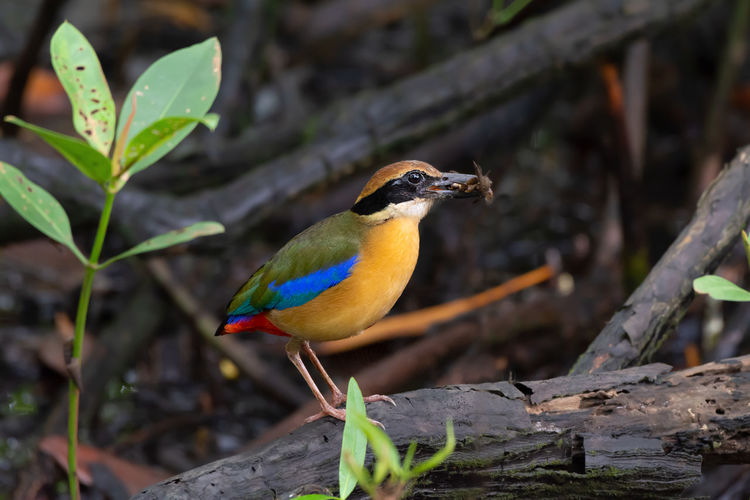 Close-up of bird perching on branch