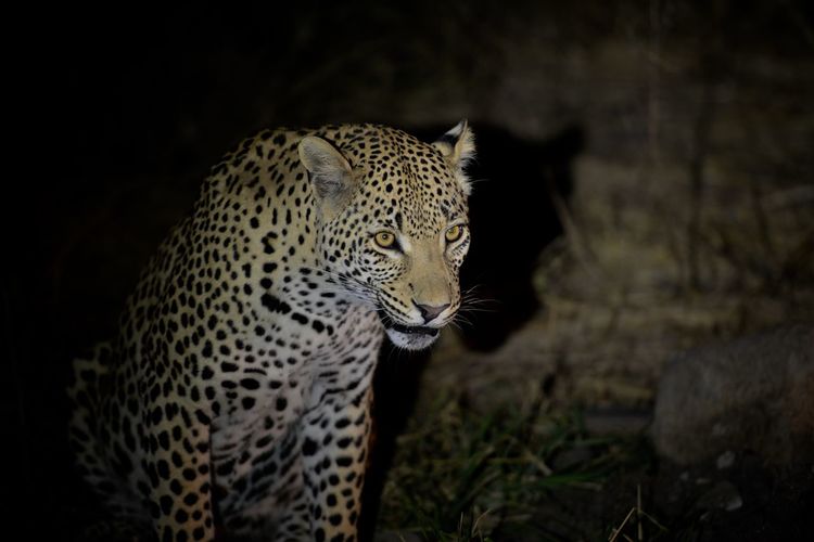 Leopard in the wild at night