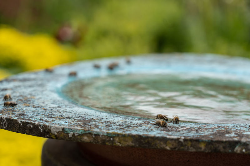 Close-up of drinking insect. bees drinking water at birdbath in a yellow flower garden on midday. 
