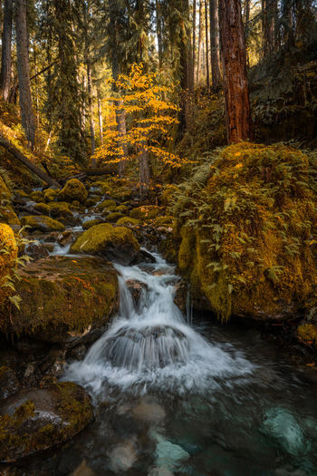 Scenic view of stream flowing through forest