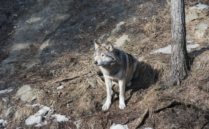 Wild wolf sat on a rock