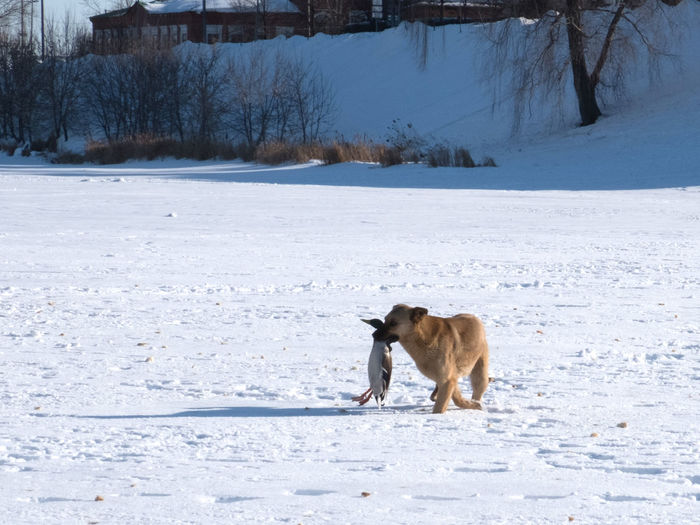 A stray dog caught a duck and carries it in its teeth in winter on the ice of a lake in the city