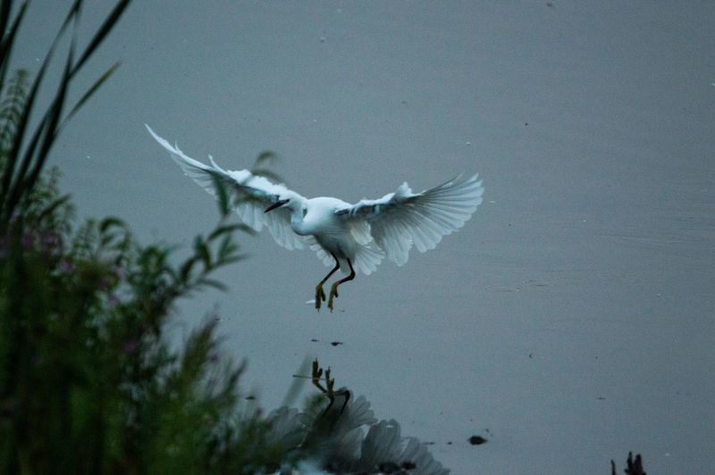 Seagull flying in a lake