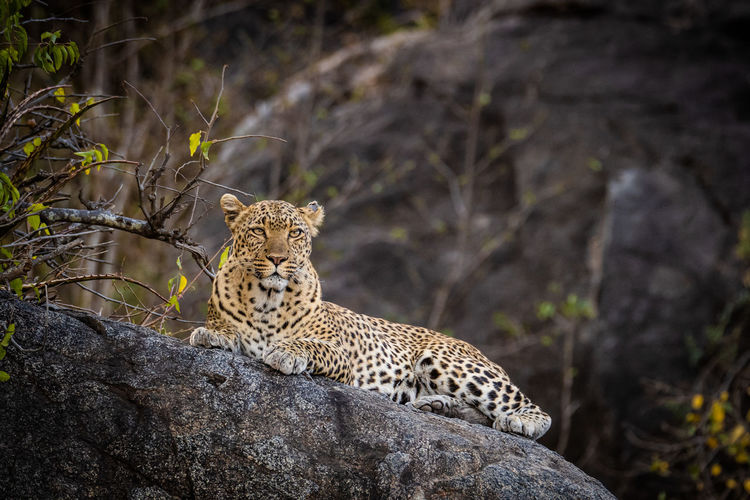 Cat relaxing on rock