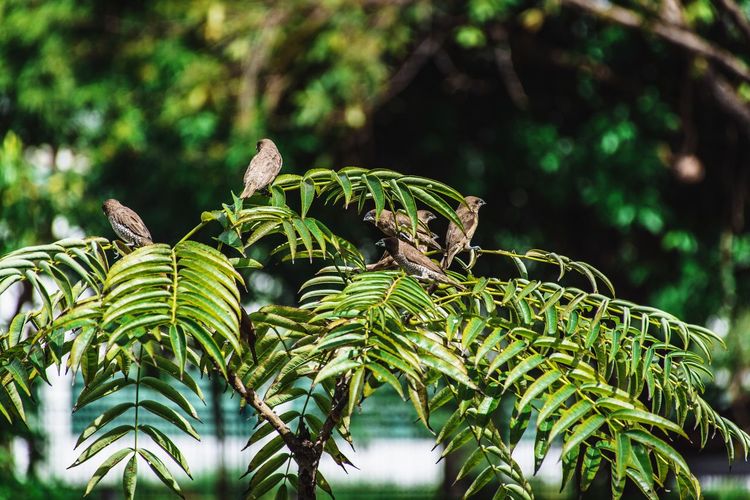 Close-up of birds perching on plant