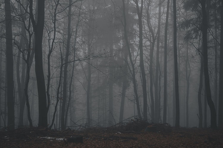 Trees in forest during foggy weather