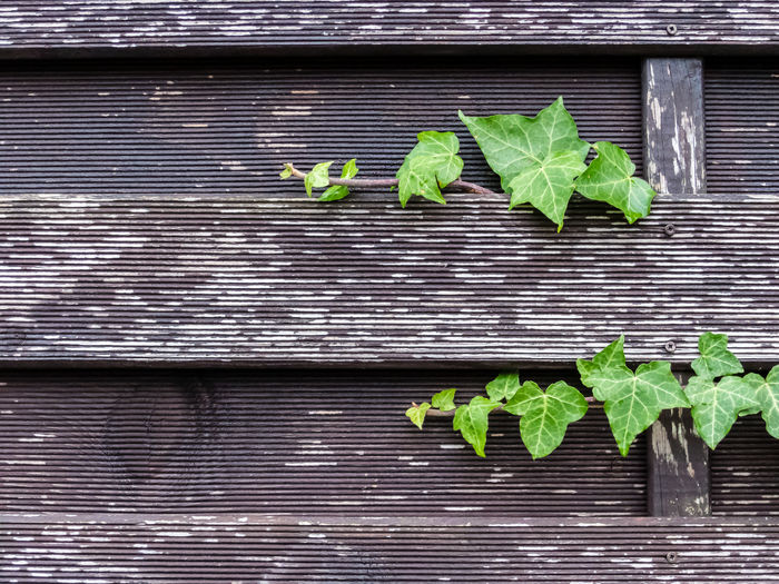 Leaves on wooden fence