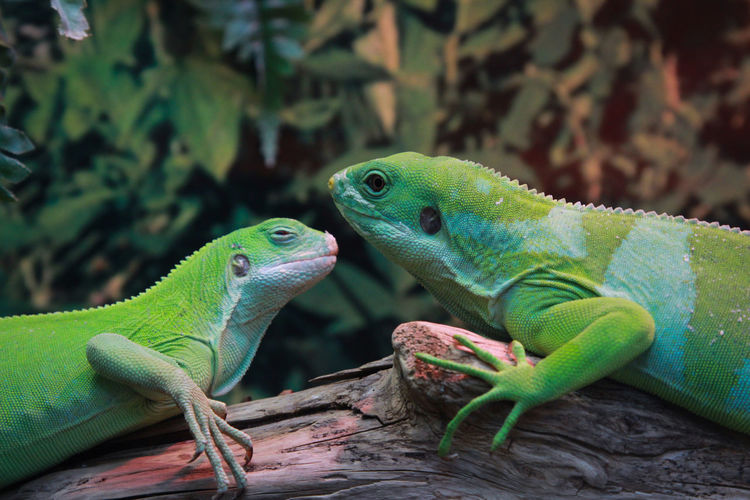 Portrait of two green geckos on the branch