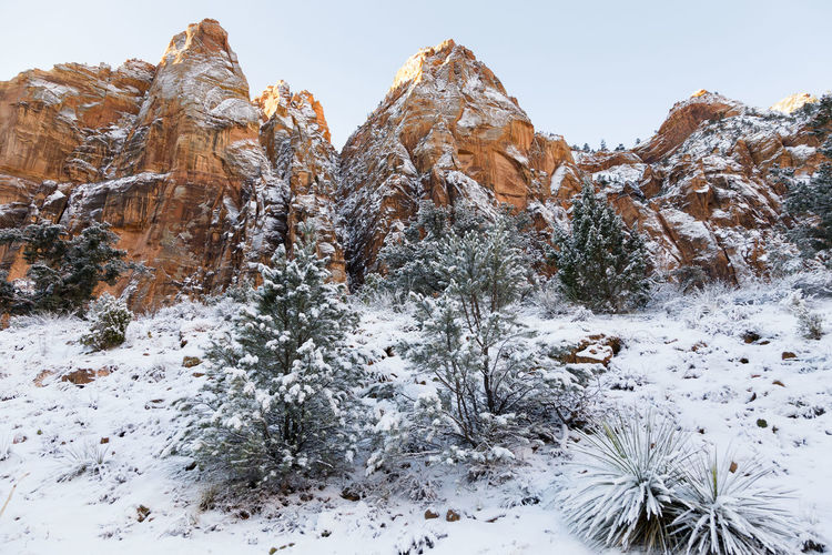 Snow covered plants against rock formations