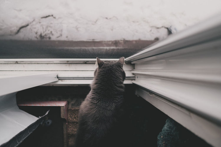 Top down view of cat looking out screen door.